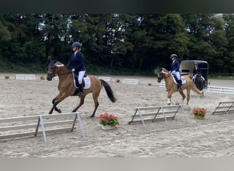 Duitse rijpony, Merrie, 7 Jaar, 147 cm, Falbe