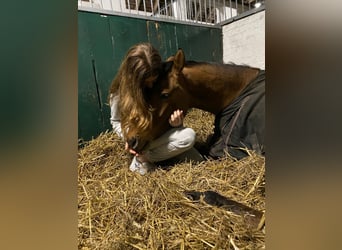 Duitse rijpony, Merrie, 7 Jaar, 147 cm, Falbe