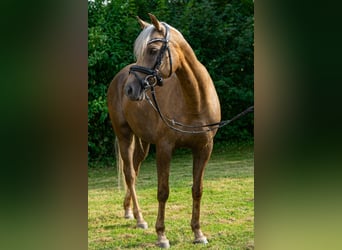 Duitse rijpony, Merrie, 7 Jaar, 147 cm, Palomino