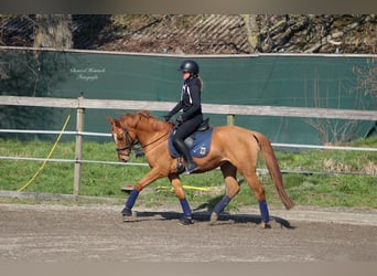 Duitse rijpony, Merrie, 7 Jaar, 147 cm, Vos