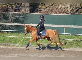 Duitse rijpony, Merrie, 7 Jaar, 147 cm, Vos