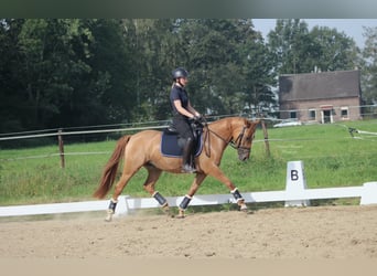 Duitse rijpony, Merrie, 7 Jaar, 147 cm, Vos