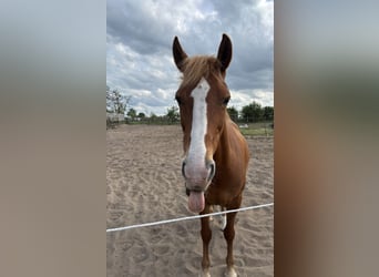 Duitse rijpony, Merrie, 7 Jaar, 147 cm, Vos