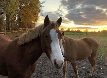 Duitse rijpony, Merrie, 7 Jaar, 147 cm, Vos