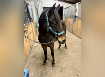 Duitse rijpony, Merrie, 7 Jaar, 147 cm, Zwartbruin