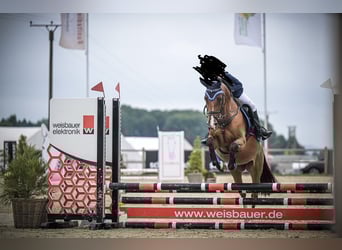 Duitse rijpony, Merrie, 7 Jaar, 148 cm, Bruin