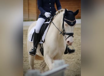 Duitse rijpony, Merrie, 7 Jaar, 148 cm, Cremello