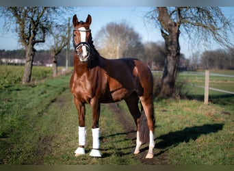 Duitse rijpony, Merrie, 7 Jaar, 148 cm, Donkere-vos