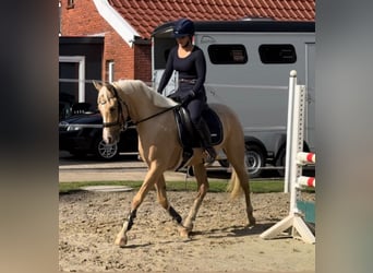 Duitse rijpony, Merrie, 7 Jaar, 148 cm, Palomino