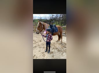 Duitse rijpony Mix, Merrie, 7 Jaar, 148 cm