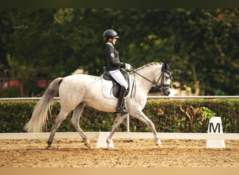 Duitse rijpony, Merrie, 7 Jaar, 148 cm, Schimmel