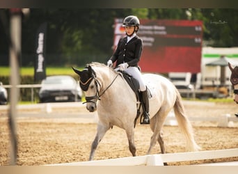 Duitse rijpony, Merrie, 7 Jaar, 148 cm, Schimmel