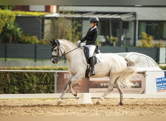 Duitse rijpony, Merrie, 7 Jaar, 148 cm, Schimmel