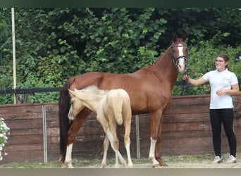 Duitse rijpony, Merrie, 7 Jaar, 148 cm, Vos