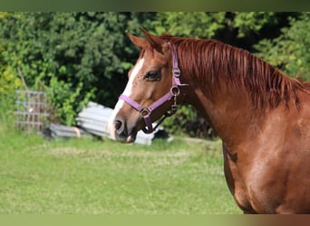 Duitse rijpony, Merrie, 7 Jaar, 148 cm, Vos
