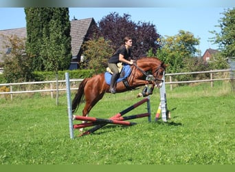 Duitse rijpony, Merrie, 7 Jaar, 148 cm, Vos