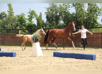 Duitse rijpony, Merrie, 7 Jaar, 148 cm, Vos
