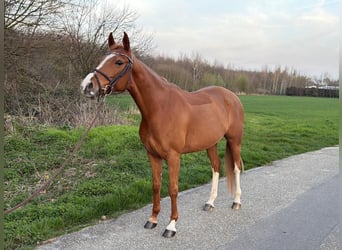 Duitse rijpony, Merrie, 7 Jaar, 148 cm, Vos