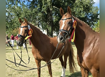 Duitse rijpony, Merrie, 7 Jaar, 148 cm, Vos