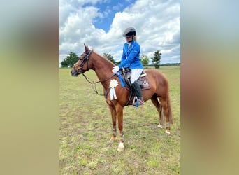 Duitse rijpony, Merrie, 7 Jaar, 148 cm, Vos