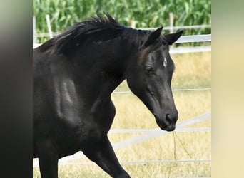 Duitse rijpony, Merrie, 7 Jaar, 148 cm, Zwart