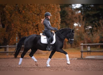 Duitse rijpony, Merrie, 7 Jaar, 148 cm, Zwart