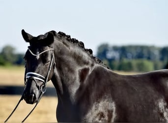 Duitse rijpony, Merrie, 7 Jaar, 148 cm, Zwart