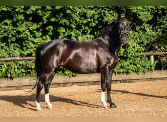 Duitse rijpony, Merrie, 7 Jaar, 148 cm, Zwart