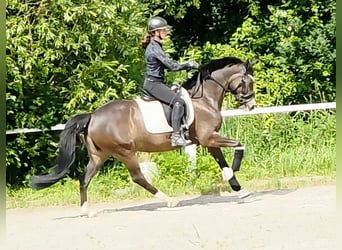 Duitse rijpony, Merrie, 7 Jaar, 149 cm, Bruin