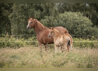 Duitse rijpony, Merrie, 7 Jaar, 150 cm, Vos