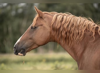 Duitse rijpony, Merrie, 7 Jaar, 150 cm, Vos