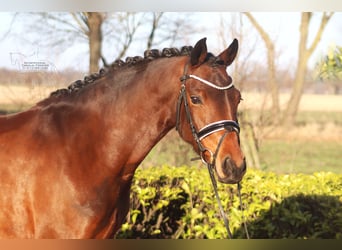 Duitse rijpony, Merrie, 7 Jaar, 151 cm, Bruin