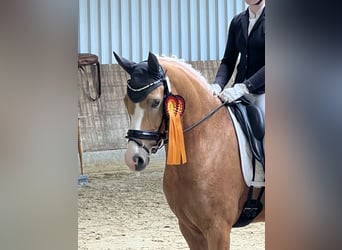 Duitse rijpony, Merrie, 7 Jaar, 151 cm, Falbe