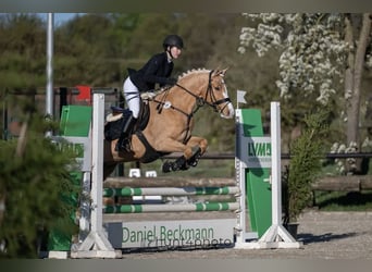 Duitse rijpony, Merrie, 7 Jaar, 151 cm, Falbe