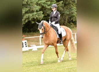Duitse rijpony, Merrie, 7 Jaar, 151 cm, Falbe