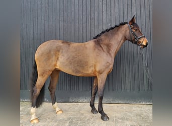 Duitse rijpony, Merrie, 7 Jaar, 152 cm, Bruin