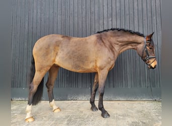 Duitse rijpony, Merrie, 7 Jaar, 152 cm, Bruin