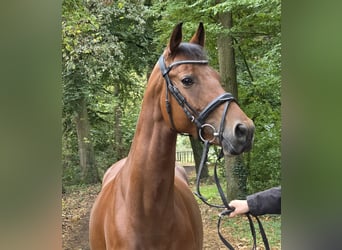 Duitse rijpony, Merrie, 7 Jaar, 152 cm, Bruin