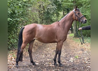 Duitse rijpony, Merrie, 7 Jaar, 152 cm, Bruin