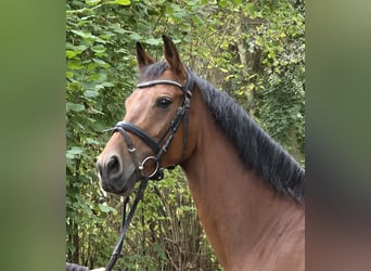 Duitse rijpony, Merrie, 7 Jaar, 152 cm, Bruin