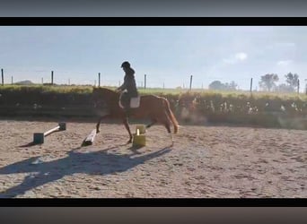 Duitse rijpony, Merrie, 7 Jaar, 153 cm, Vos