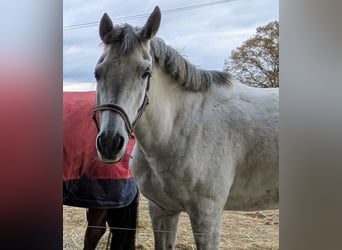 Duitse rijpony Mix, Merrie, 7 Jaar, 155 cm, Schimmel