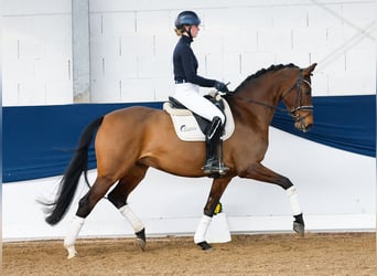 Duitse rijpony, Merrie, 7 Jaar, Bruin