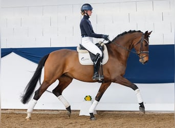 Duitse rijpony, Merrie, 7 Jaar, Bruin