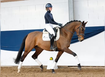 Duitse rijpony, Merrie, 7 Jaar, Bruin