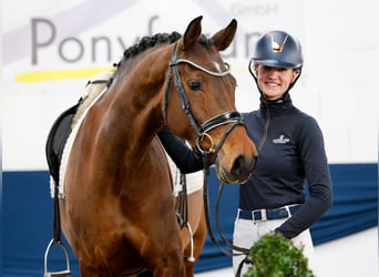 Duitse rijpony, Merrie, 7 Jaar, Bruin