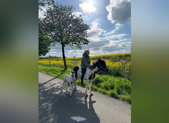Duitse rijpony, Merrie, 7 Jaar, Gevlekt-paard