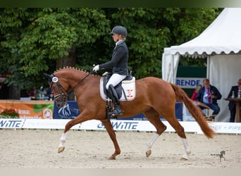 Duitse rijpony, Merrie, 7 Jaar, Vos