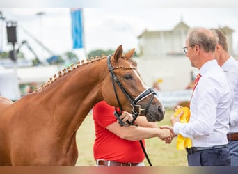 Duitse rijpony, Merrie, 7 Jaar, Vos