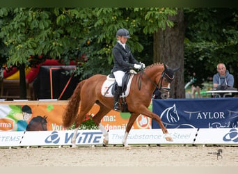 Duitse rijpony, Merrie, 7 Jaar, Vos